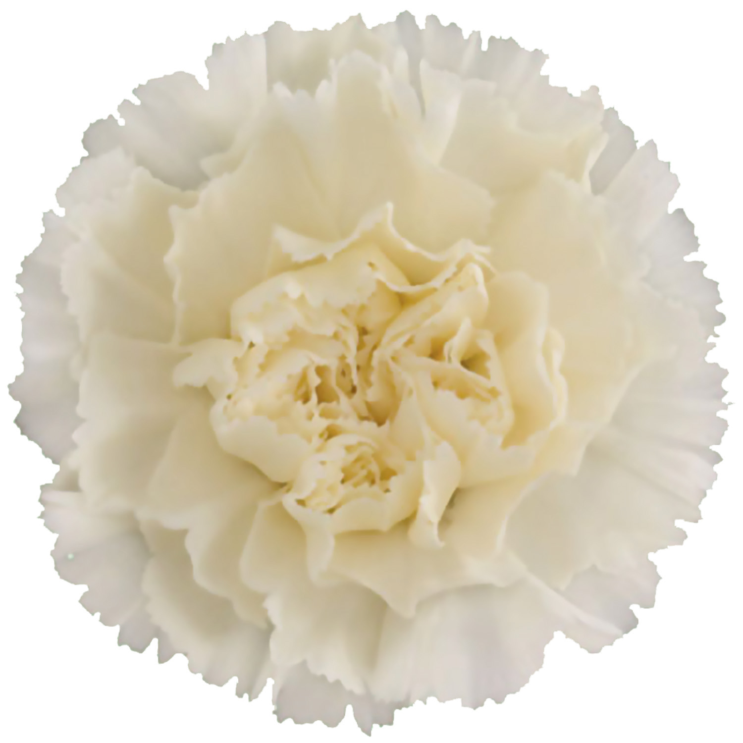 OEILLET DILETTA CREAM 70